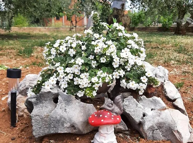 Apartman Nozret *