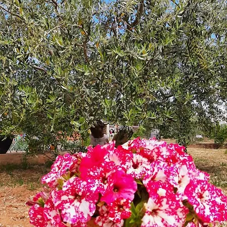 Nozret Apartman Paljuv