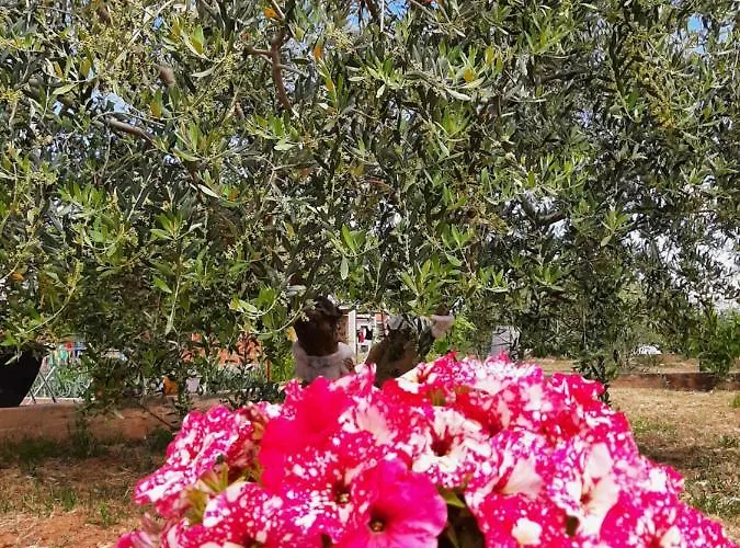 Nozret Apartment Paljuv